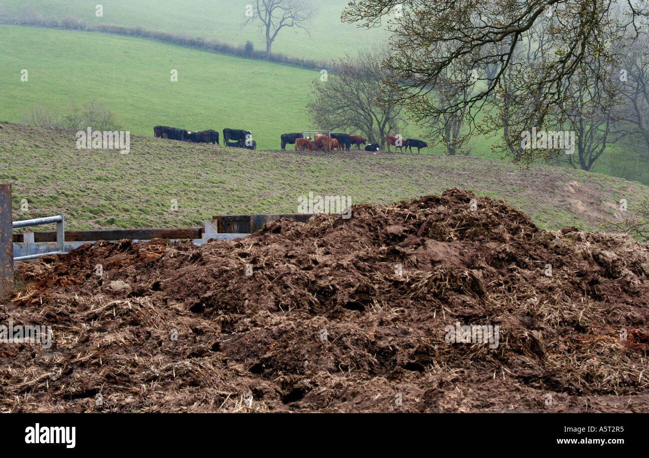 Misthaufen. Kühe auf einem Bauernhof in Wales. VEREINIGTES KÖNIGREICH. Frühling. Stockfoto