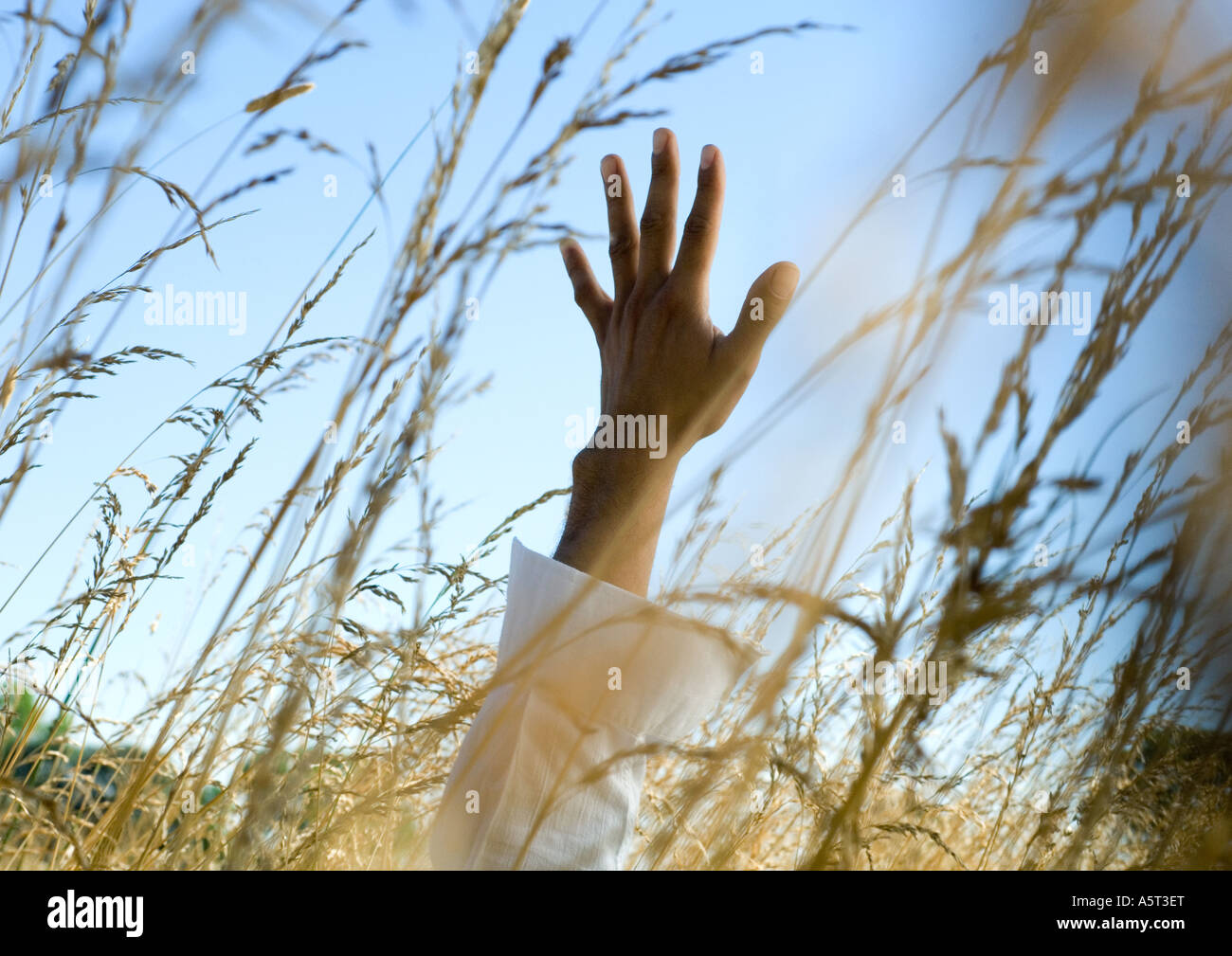 Mannes Arm Strecken sich unter hohen Unkraut Stockfoto