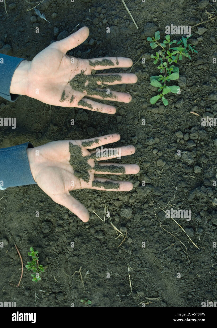 Hände des Mannes mit Erde bedeckt Stockfoto