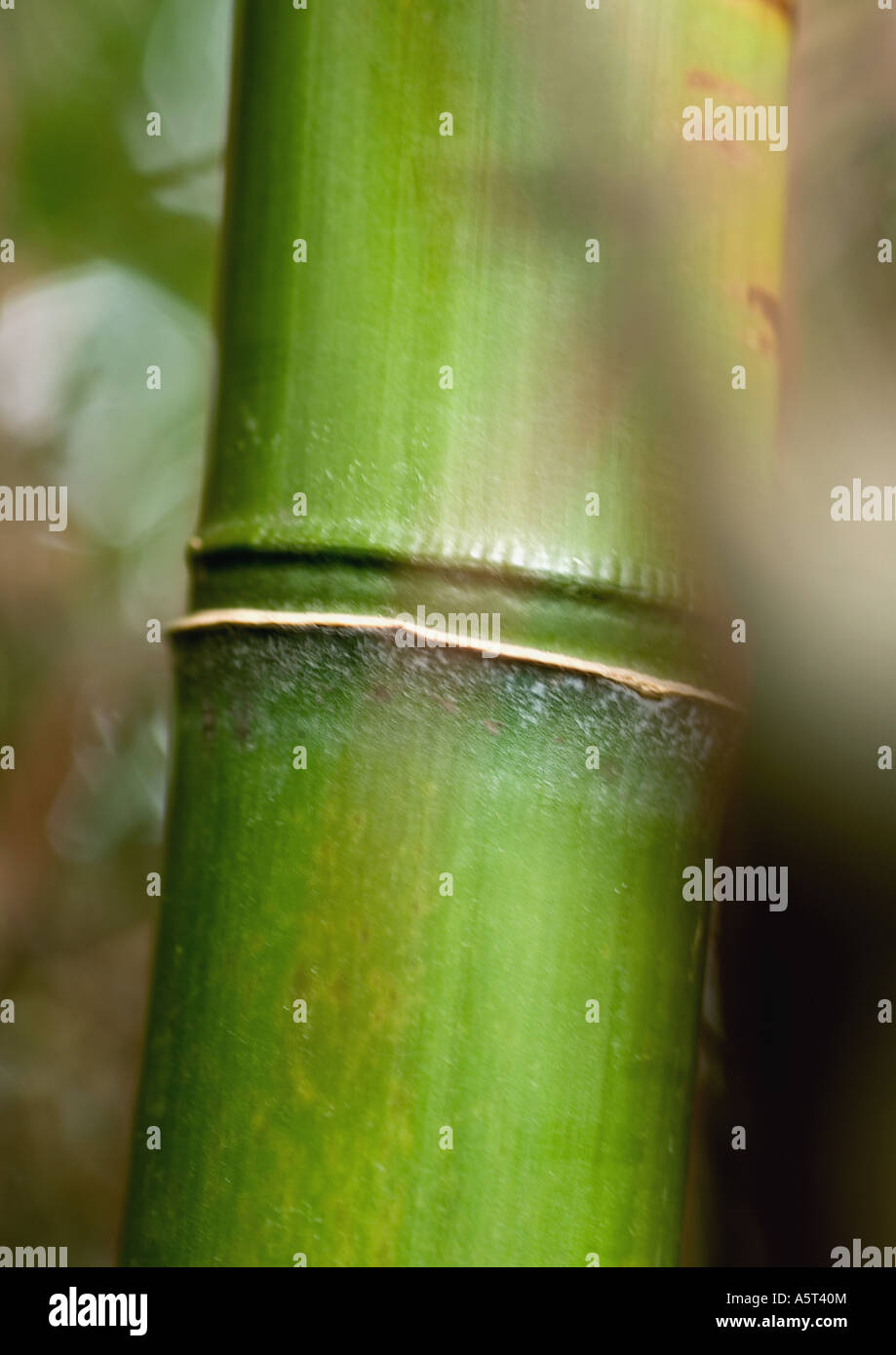 Bambus-Halm, extreme Nahaufnahme Stockfoto