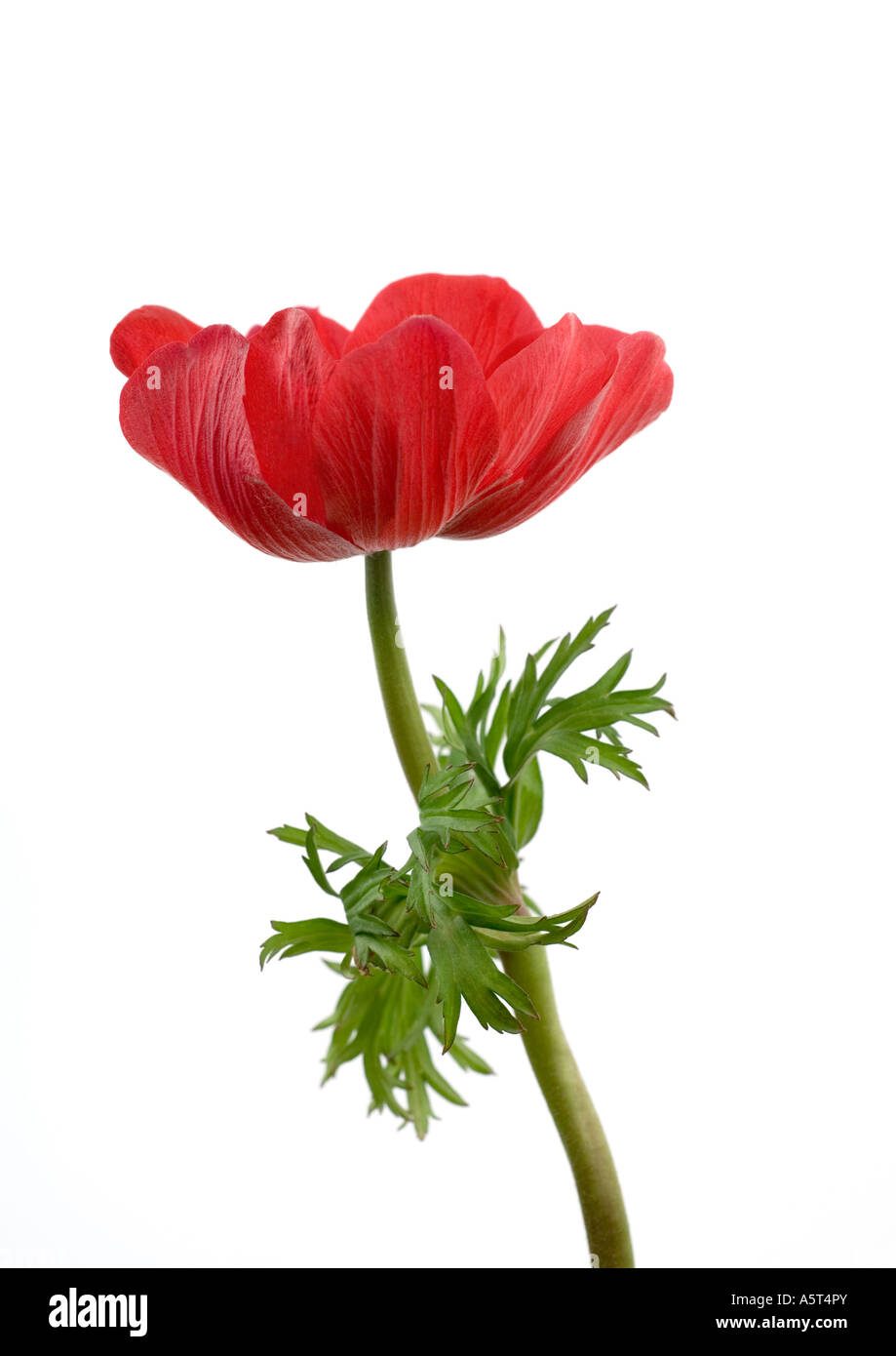 Anemonenblume, Nahaufnahme Stockfoto