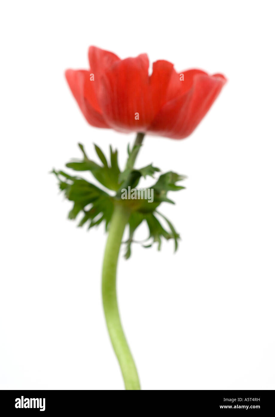 Anemonenblume, Nahaufnahme Stockfoto