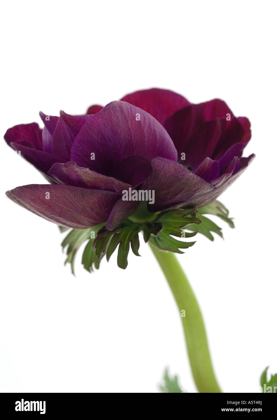 Anemonenblume, Nahaufnahme Stockfoto