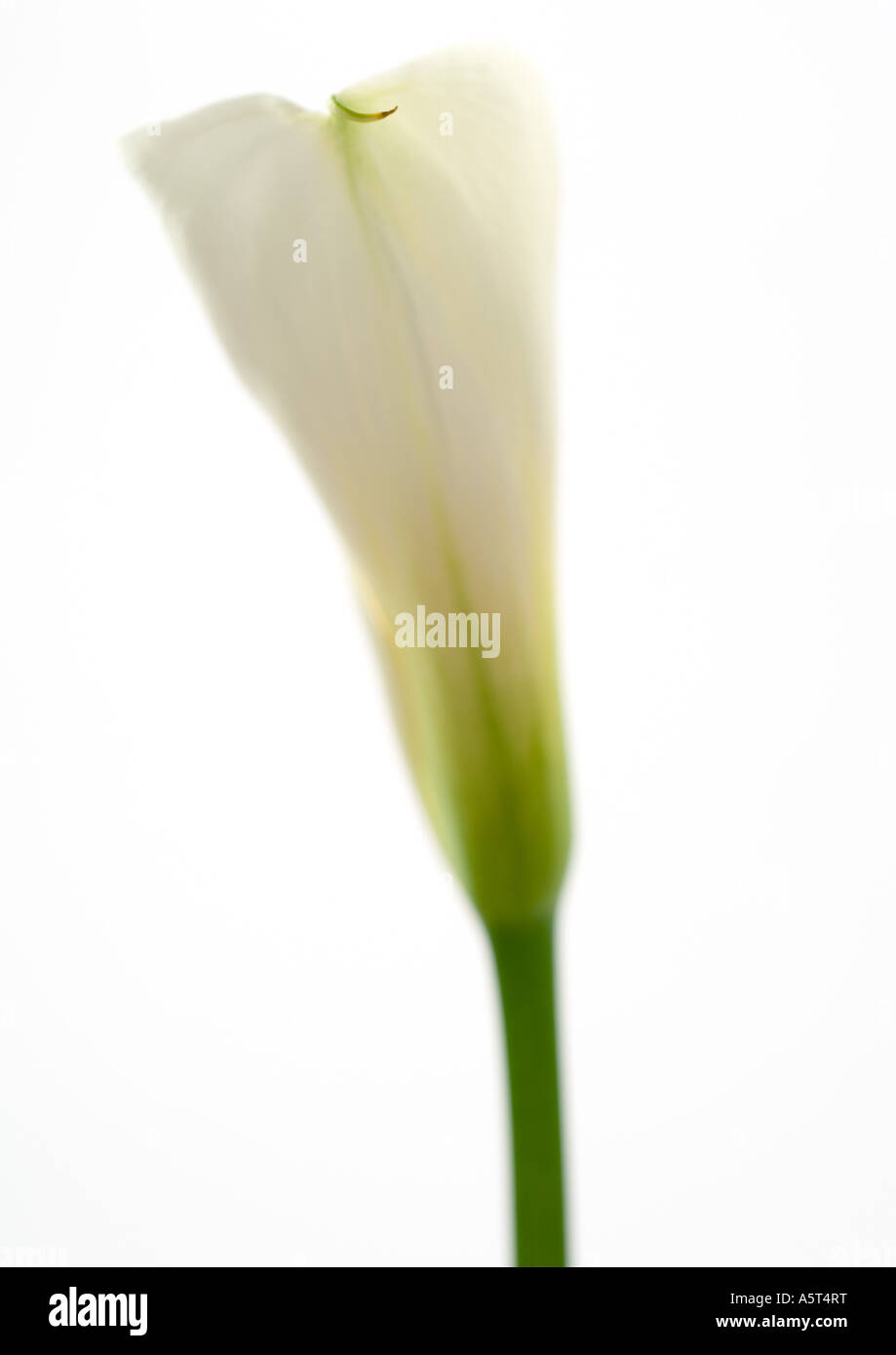 Calla Lily, close-up Stockfoto