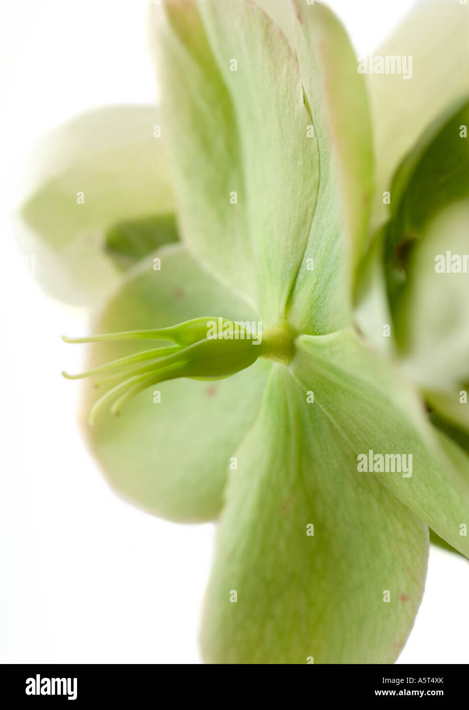 Weiße Nieswurz Blüte, Nahaufnahme Stockfoto