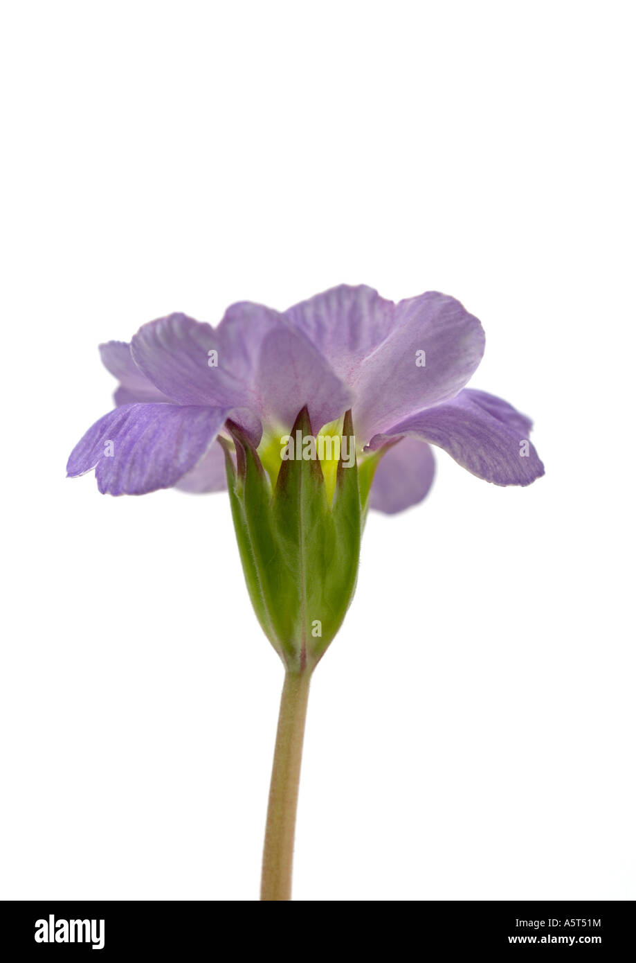 Primel Blume, Nahaufnahme Stockfoto