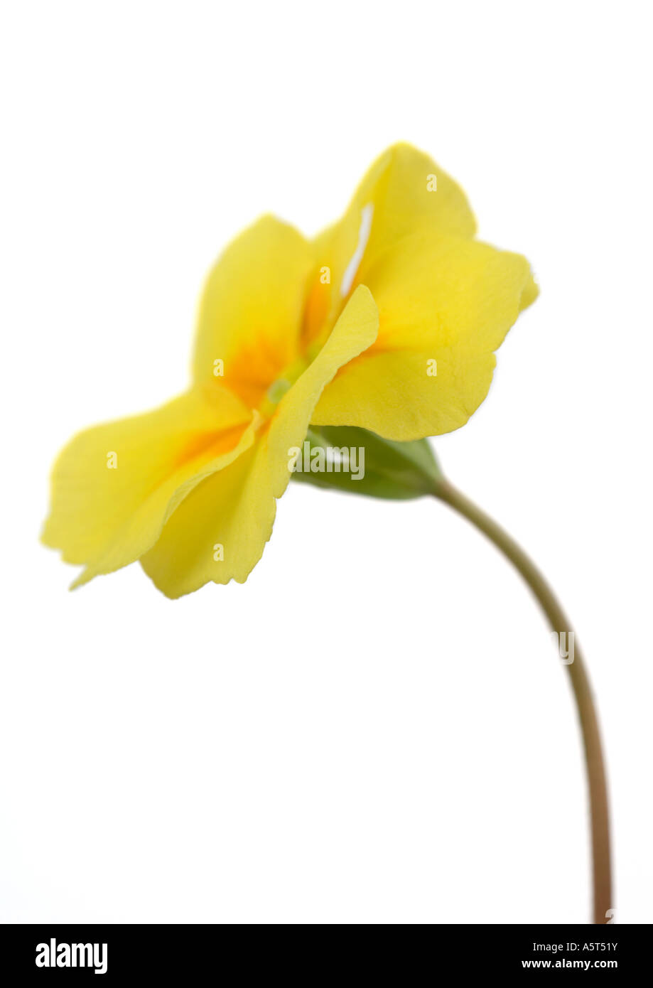 Gelbe Primel Blume, Nahaufnahme Stockfoto