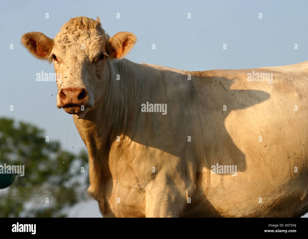 Kuh, Blick in die Kamera Stockfoto