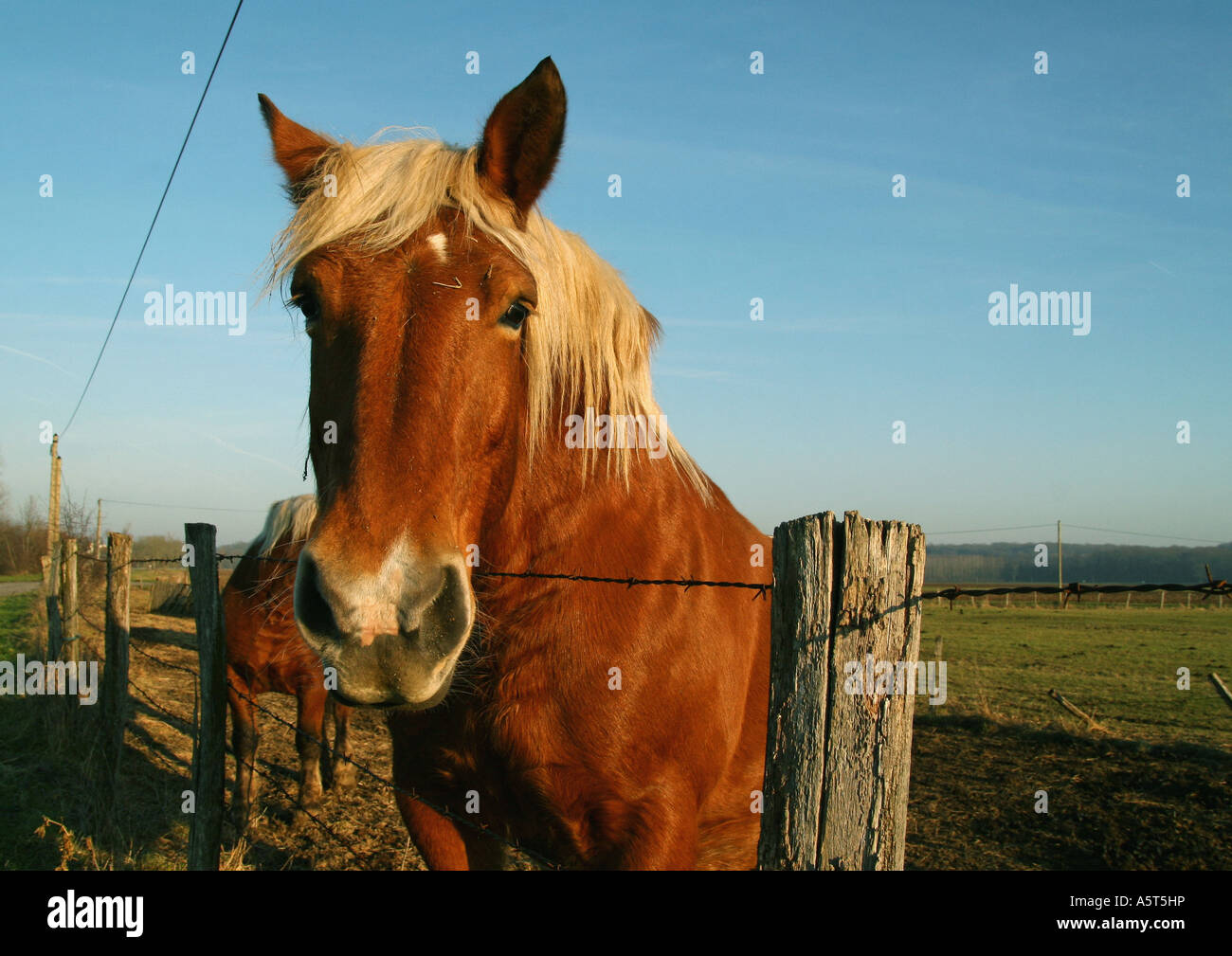 Palomino-Pferd, den Kopf über den Zaun, Blick in die Kamera Stockfoto