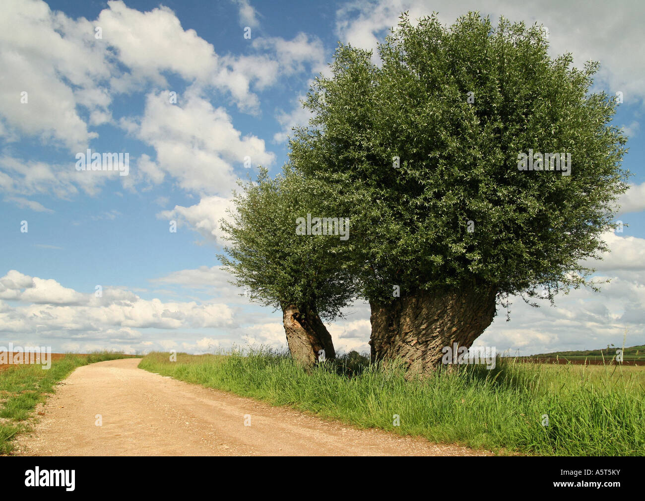 Land Straße und Weide Baum, Region Jura, Frankreich Stockfoto