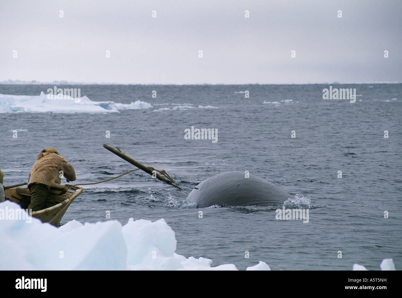 Eskimo Whaling Kapitän Harpunieren ein Grönlandwal in der Nähe von Barrow, Alaska Stockfoto