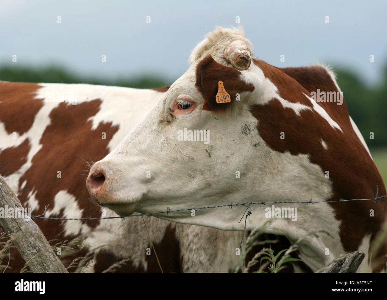 Montbeliard Kuh Stockfoto