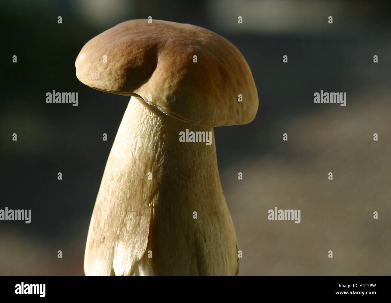 Boletus Pilz Stockfoto
