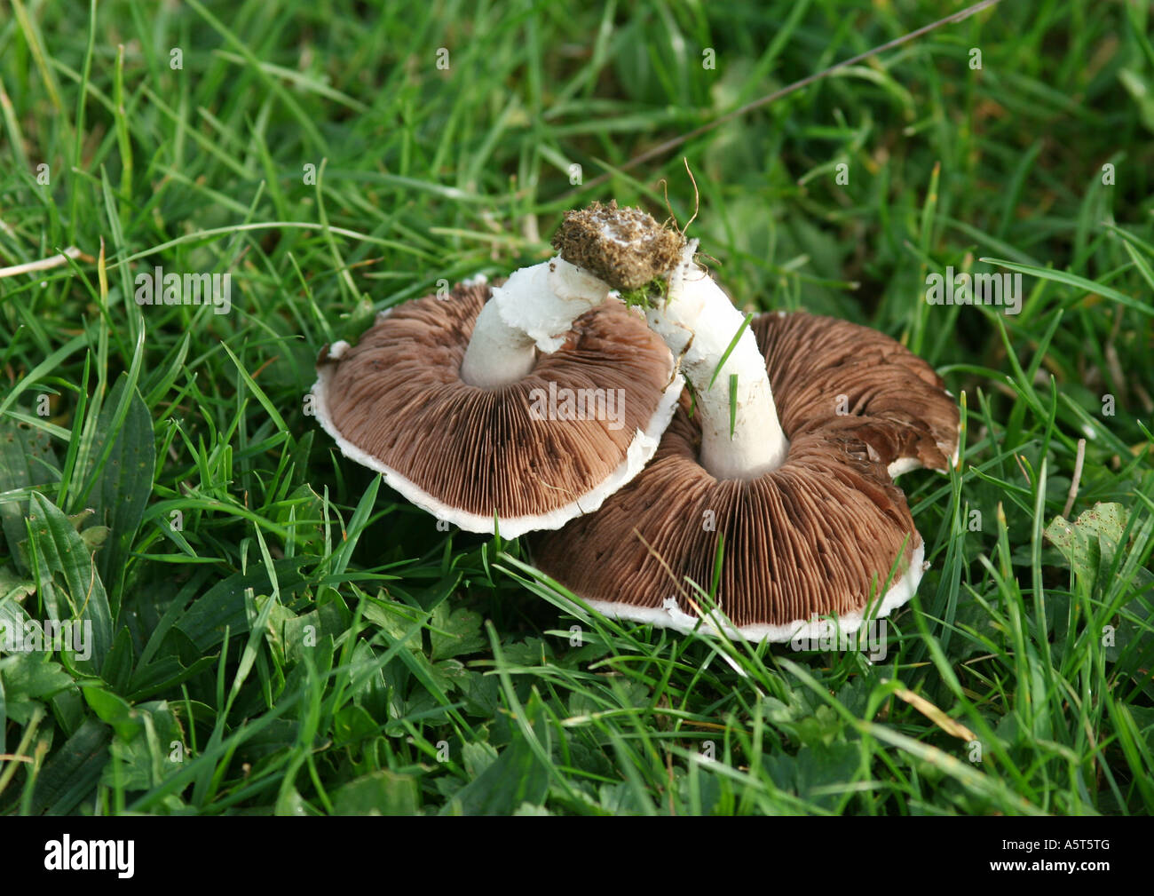 Champignons (Agaricus Campestris) auf Rasen Stockfoto