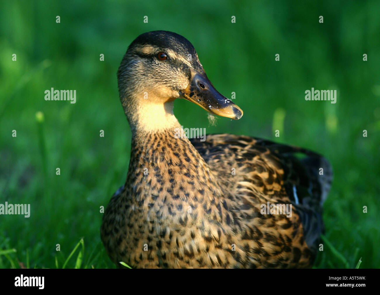 Weibliche Stockente Stockfoto