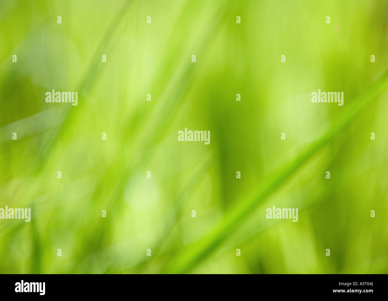 Grüne Vegetation, full-Frame, unscharf gestellt Stockfoto