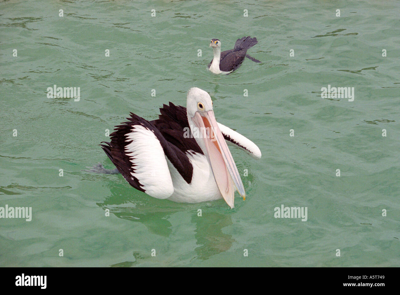 Pelikan-Queensland-Australien Stockfoto