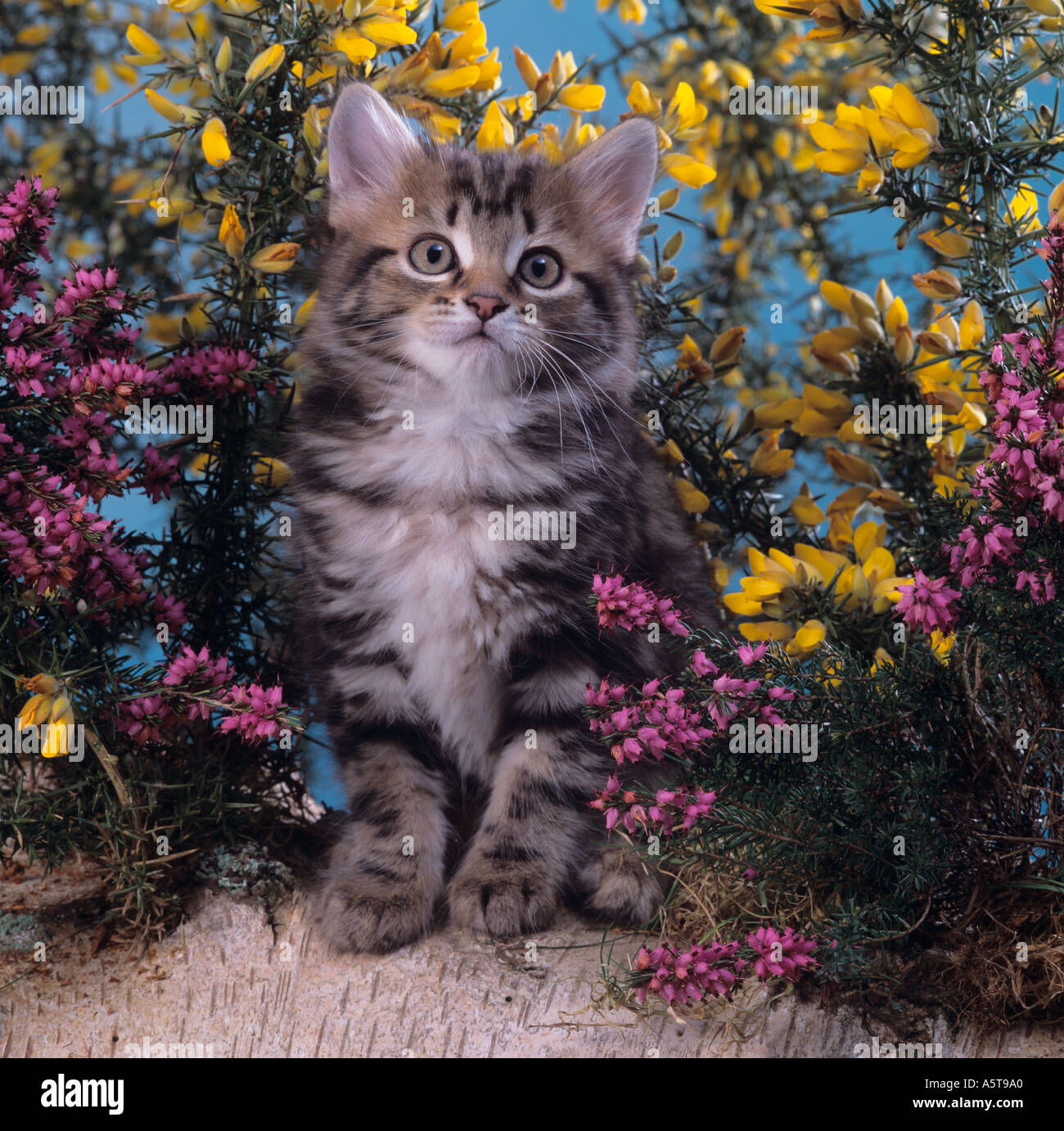 Grau Tabby Kitten auf Silver Birch Log Heather Stockfoto