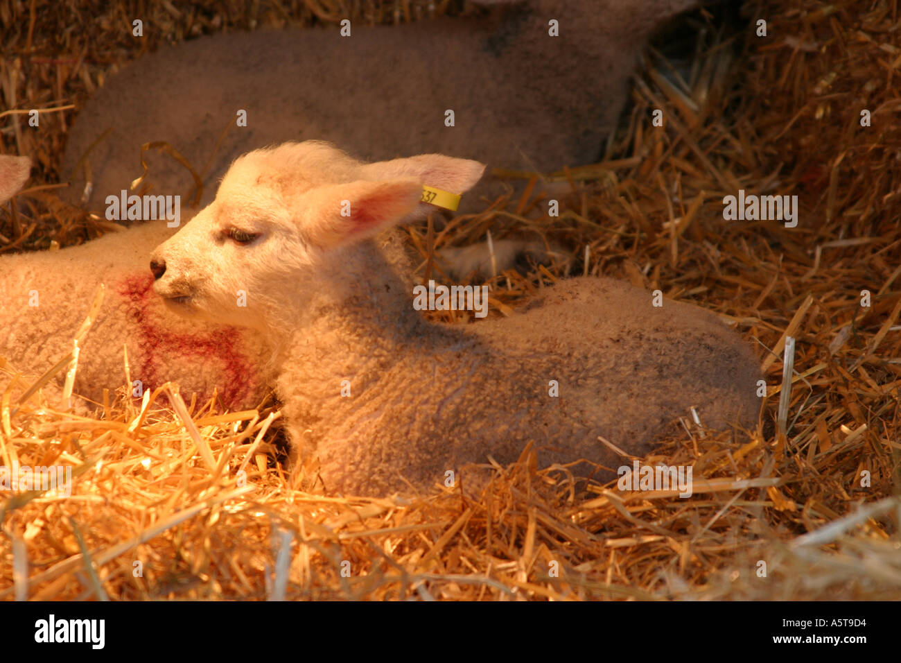 Verwaiste Lamm über eine Woche alt in einem Stift gebaut von Strohballen und unter einer Wärmelampe. Stockfoto