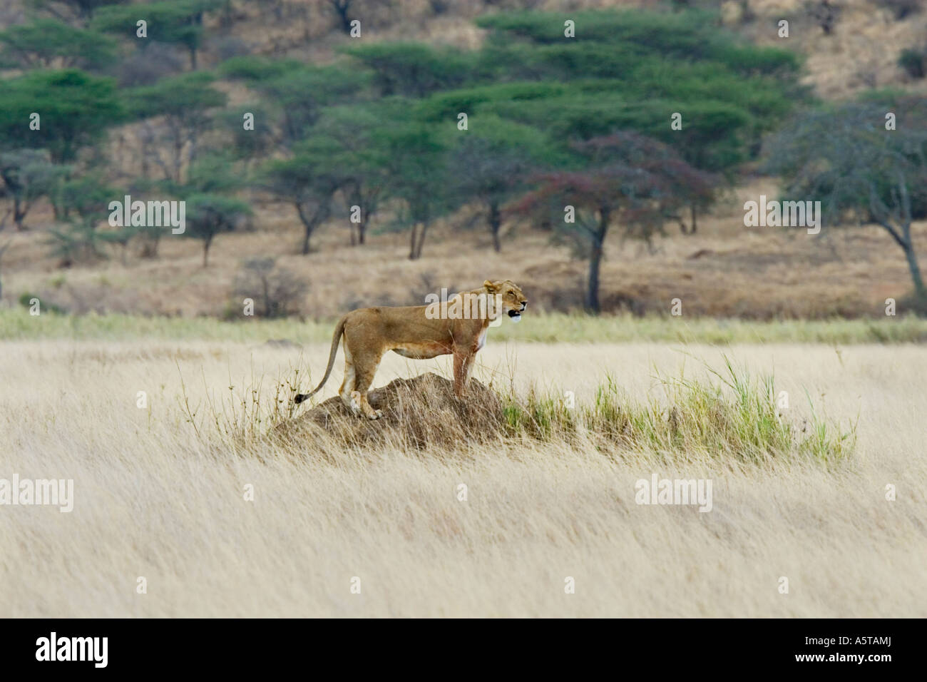 Löwe (Panthera Leo) im Serengeti Nationalpark, Tansania, Afrika Stockfoto
