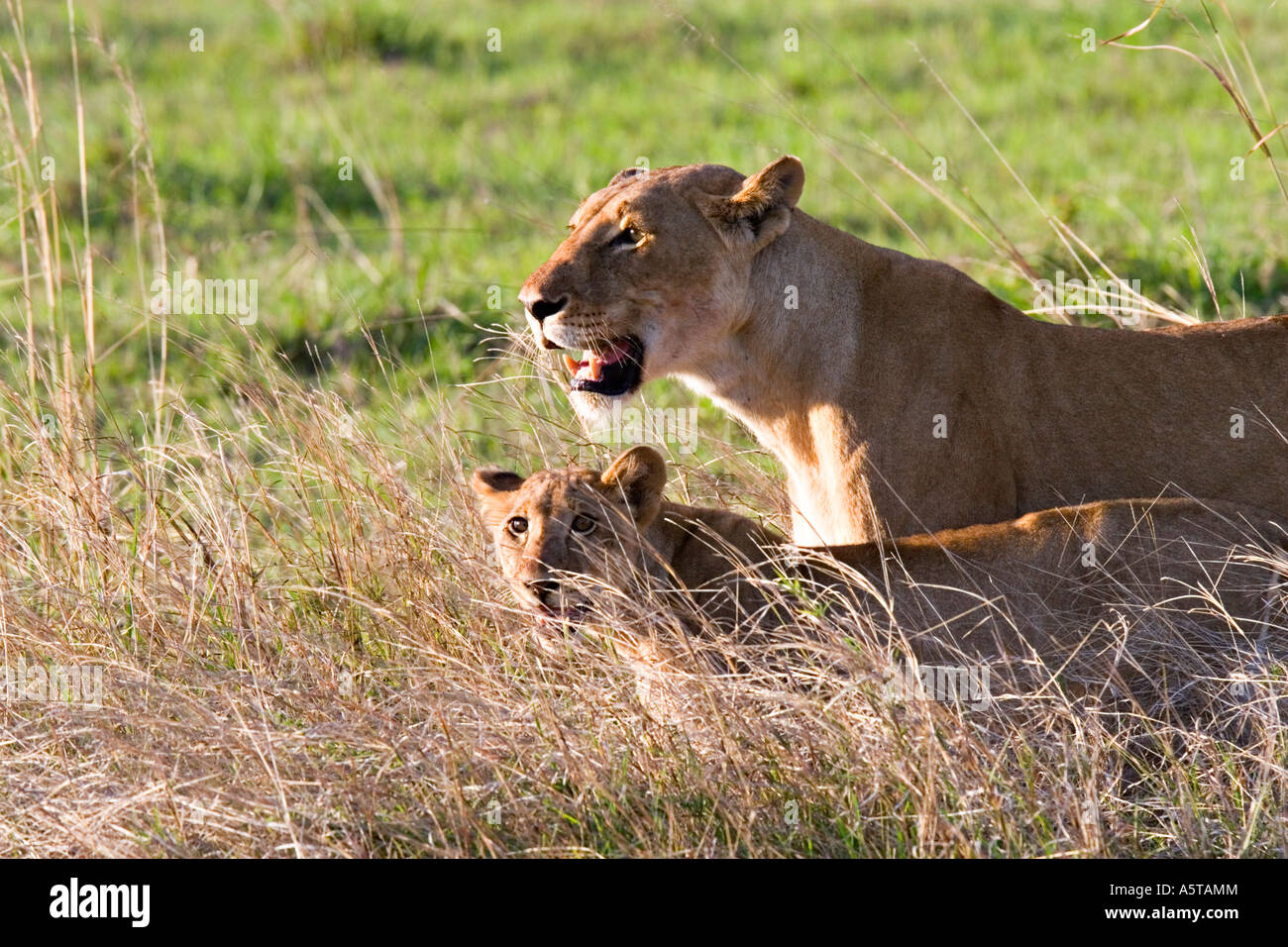 Löwe Panthera Leo in Ruaha Nationalpark, Tansania, Afrika Stockfoto