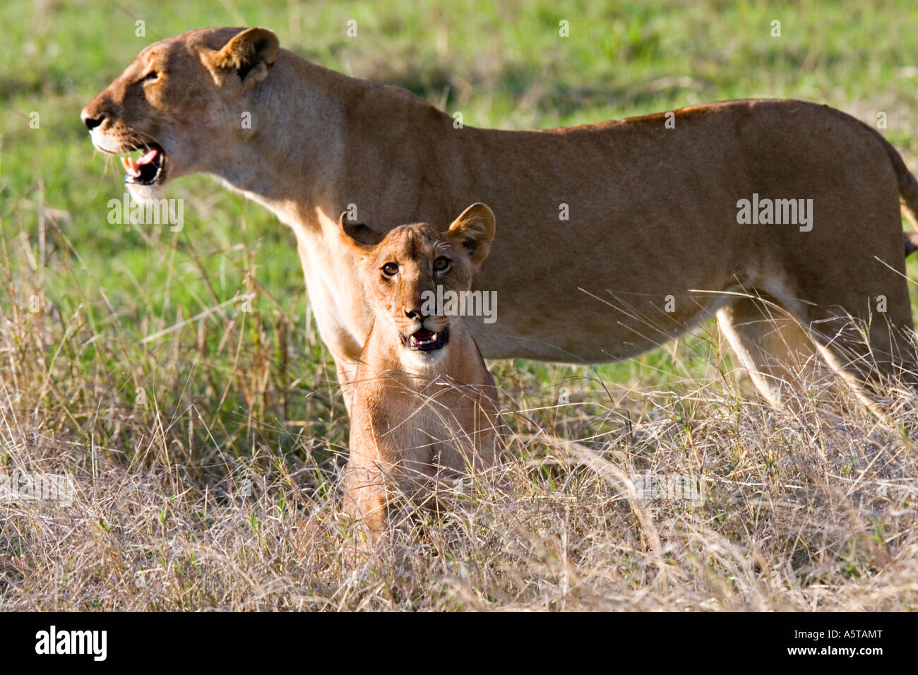 Löwe (Panthera Leo) im Ruaha Nationalpark, Tansania, Afrika Stockfoto
