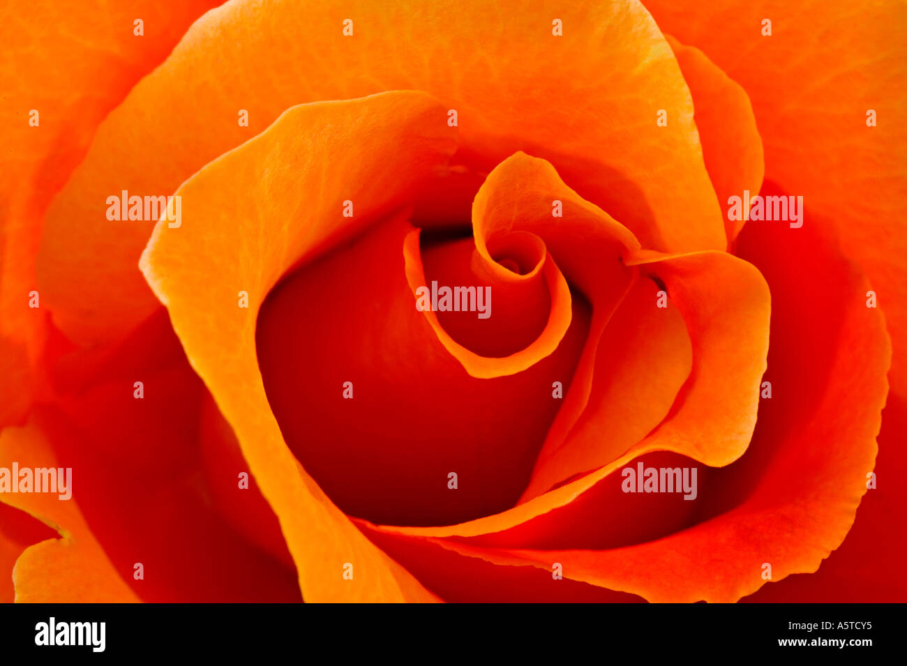 Orange Rose-Innenraum Stockfoto