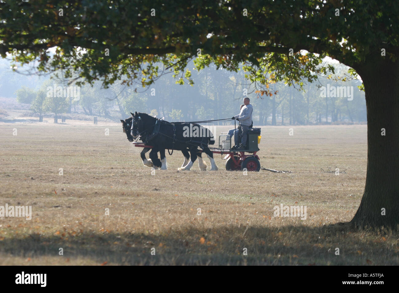 Shire-Pferde Stockfoto