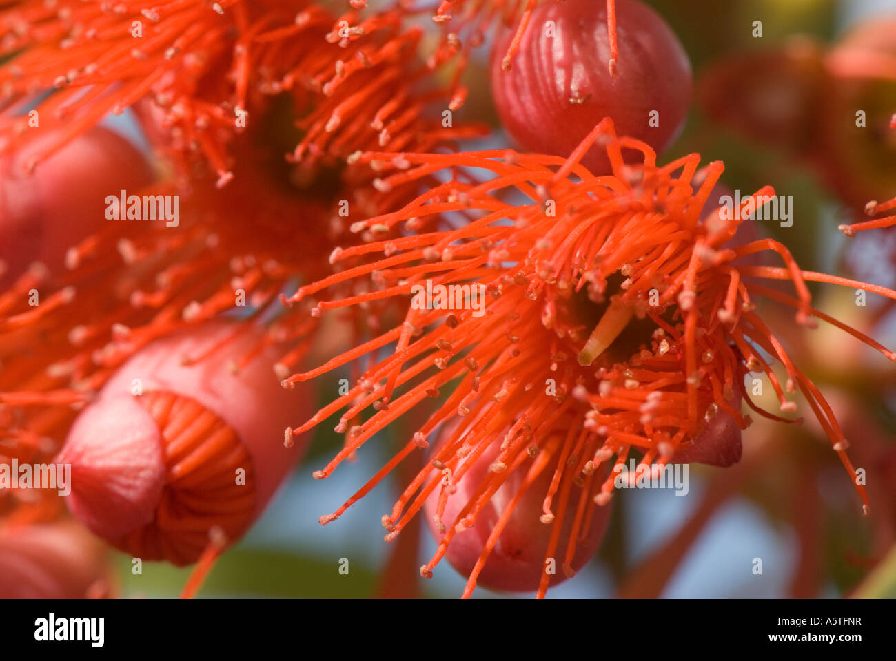 Knospen und Blüten der roten Blüte Gum Tree oder Eucalyptus Ficifolia Stockfoto