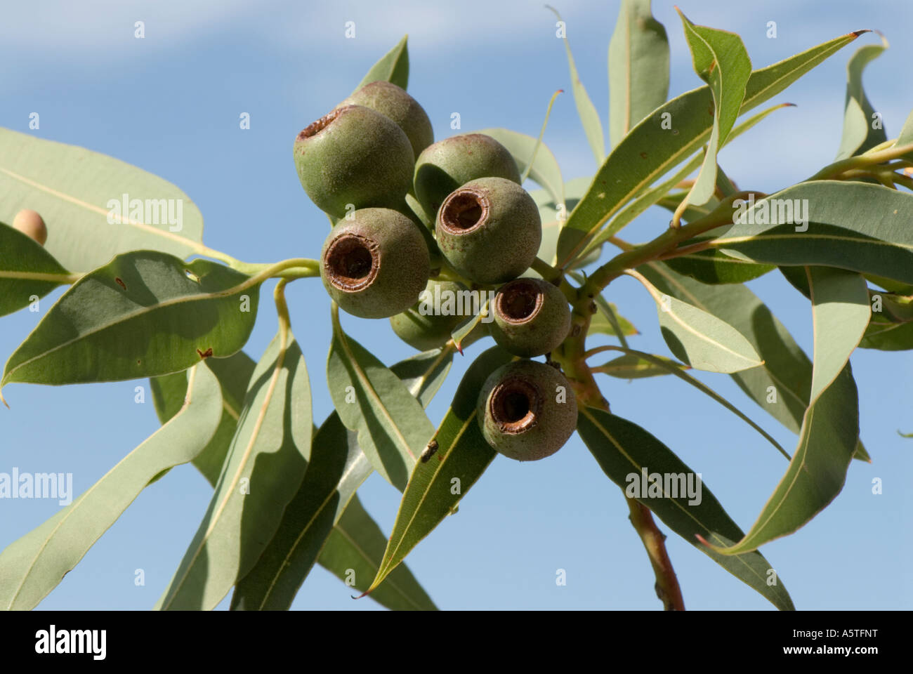 Die Fruchthülsen oder Kaugummi Muttern von der roten Blüte Gum Baum Eucalyptus Ficifolia Stockfoto