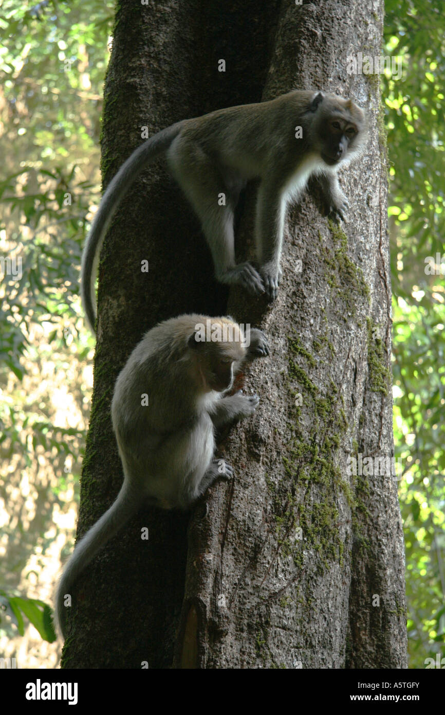 Long-Tail-Makaken Stockfoto