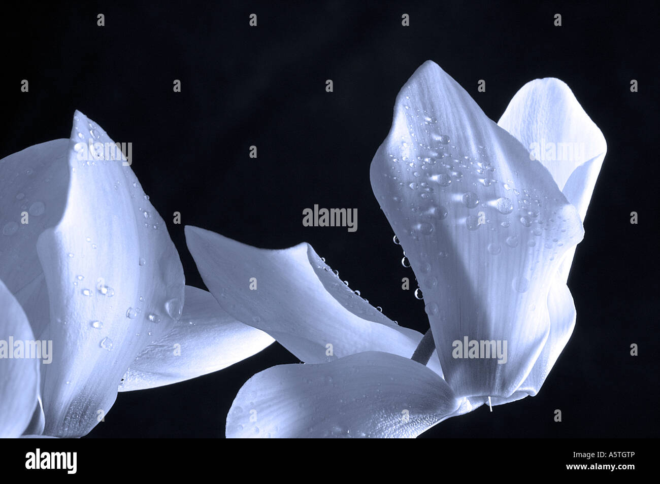 Blaue Cyclamen Stockfoto