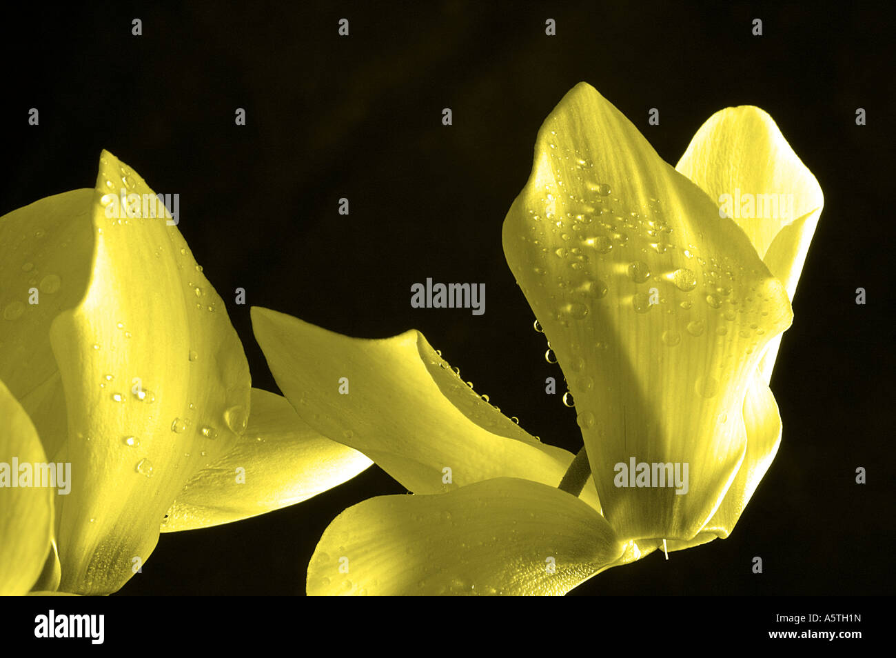 Gelbe Cyclamen Stockfoto