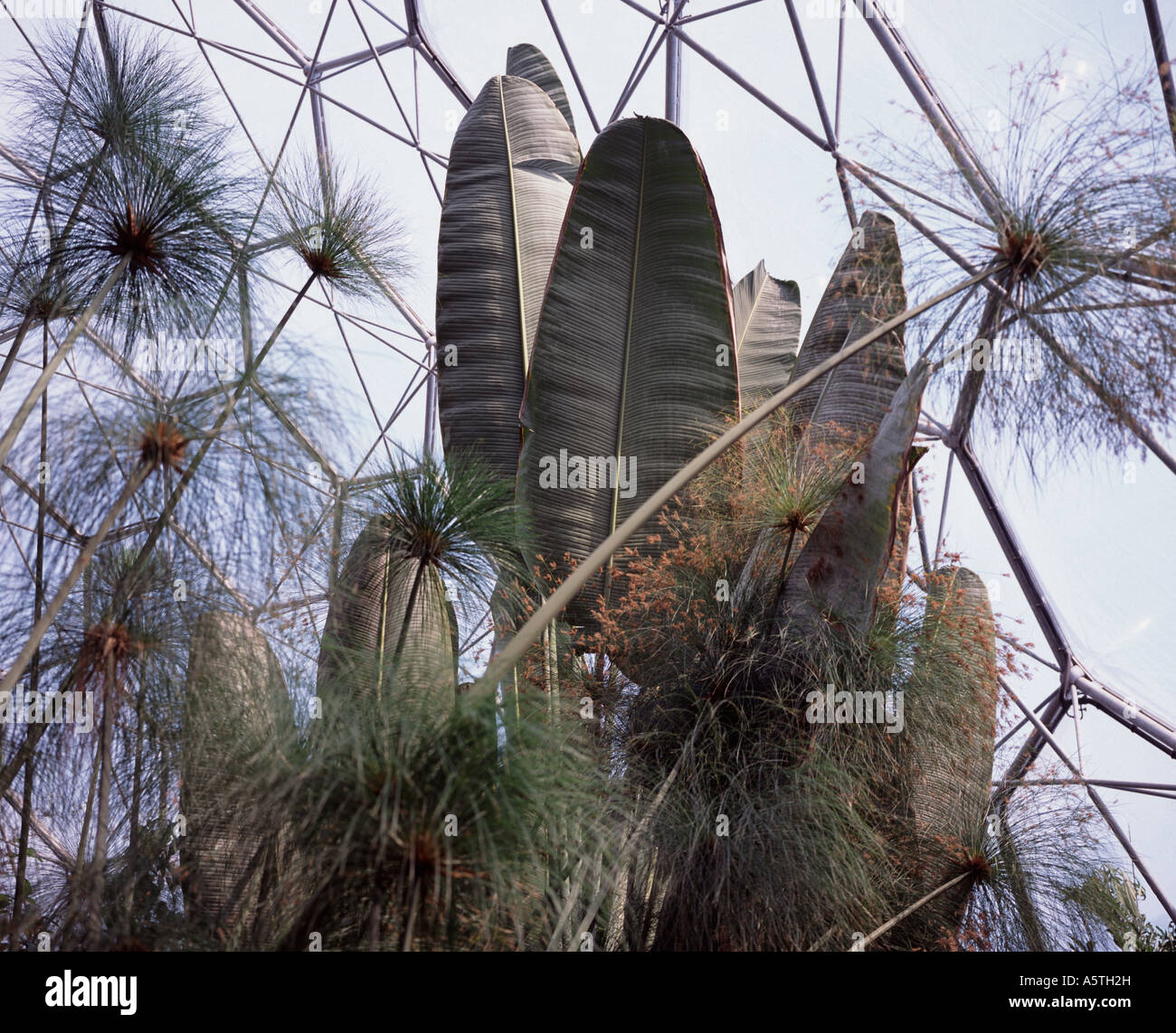 Im Inneren der gemäßigten Biome auf Eden Projekt Cornwall UK Stockfoto