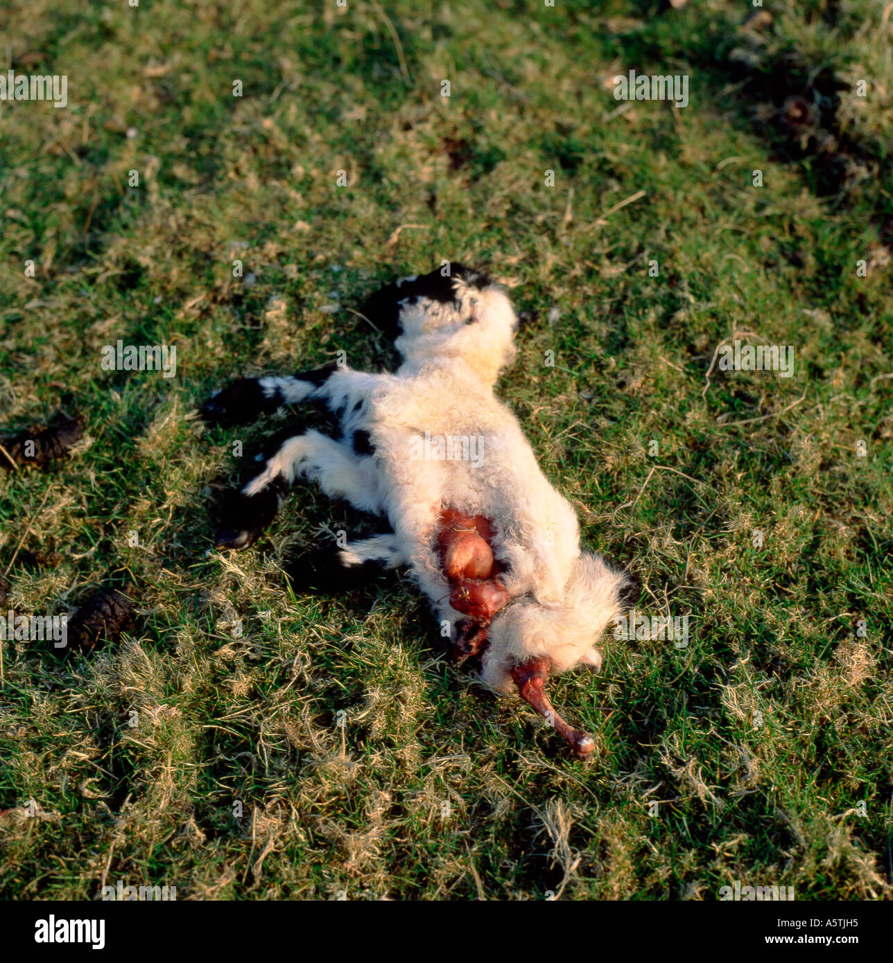 Ein totes Lamm, das im Frühling in einem Feld zur Lammzeit liegt und von einem Fuchs oder Krähen mit Darm getötet wurde, belichtete Wales UK. KATHY DEWITT Stockfoto