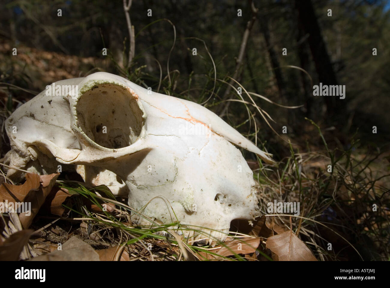 Schädel eines wilden Tieres in einem Wald Stockfoto