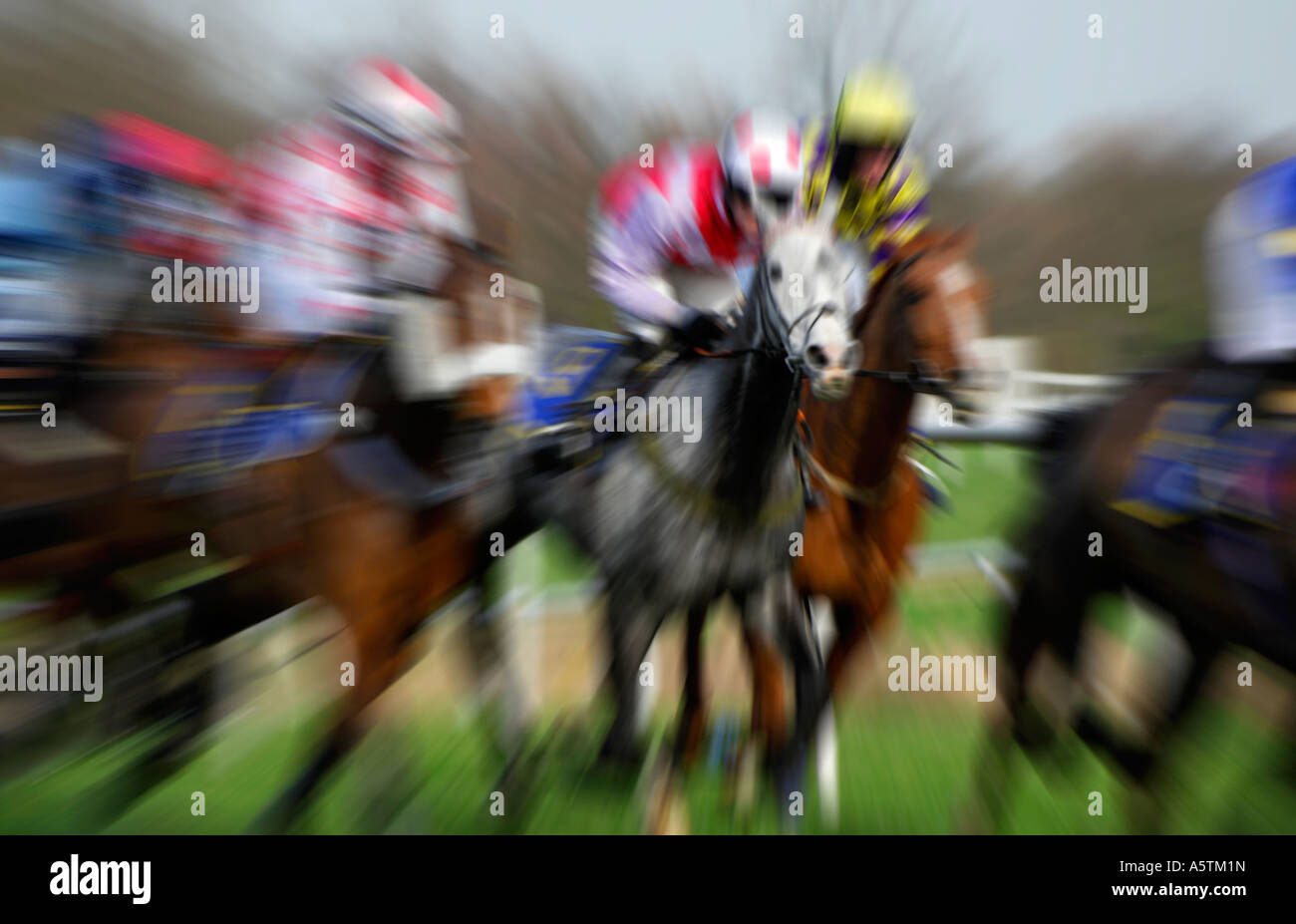Rennpferde, Fakenham Races, Norfolk, england Stockfoto