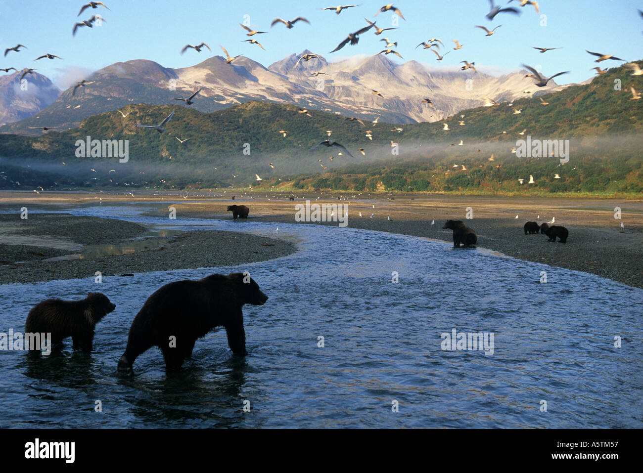 Grizzly Bären Fischen am Creek in Alaska Vögel fliegen Overhead und Alaska Halbinsel Berge im Hintergrund Stockfoto
