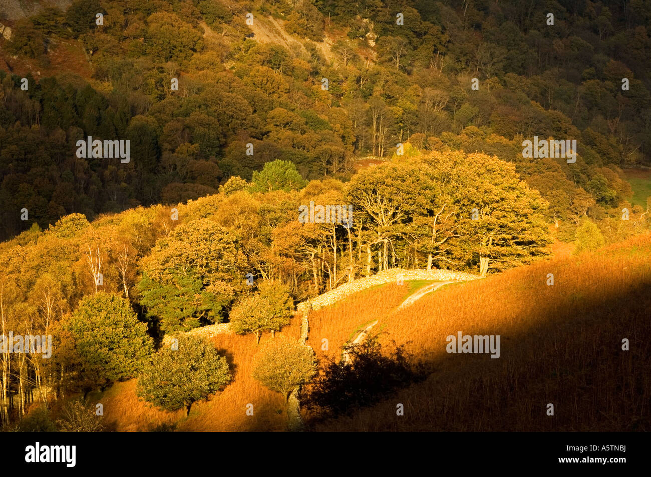 Brillante herbstlicher Sonnenschein beleuchtet ein Wäldchen von Bäumen, Loughrigg Terrasse, Nationalpark Lake District, Cumbria, England, UK Stockfoto