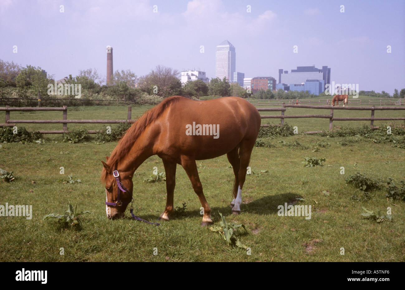 Pferde grasen auf Mudchute City Farm Docklands London UK mit Canary Wharf im Hintergrund Stockfoto