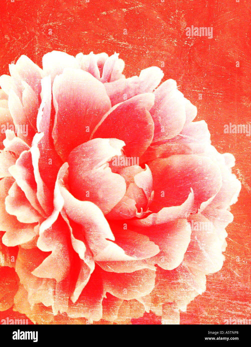 Eine lebendige Pfingstrose Blüte Illustration. Stockfoto