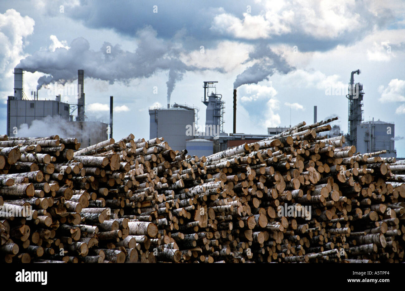 Holz-Lager aus Birkenholz vor Papierfabrik der Firma Vereinigte