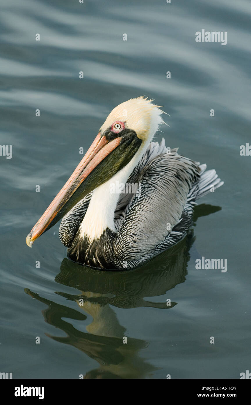 Brauner Pelikan (Pelecanus Occidentalis) Erwachsenen, Golf-Küste Florida USA Stockfoto
