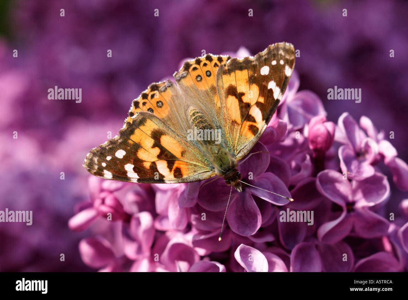 Distelfalter Schmetterling auf lila Blumen Stockfoto