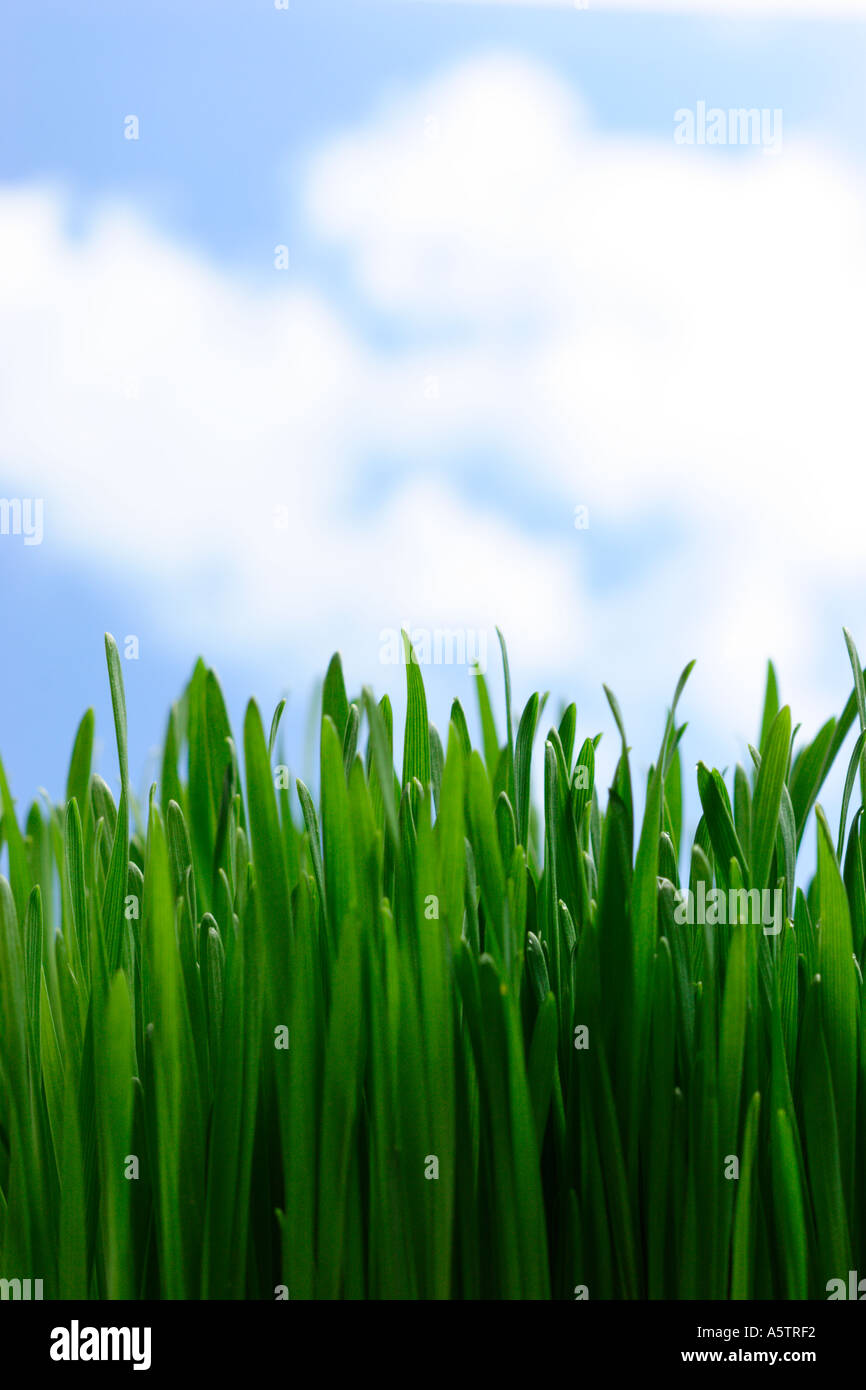 Grass und Himmel Stockfoto