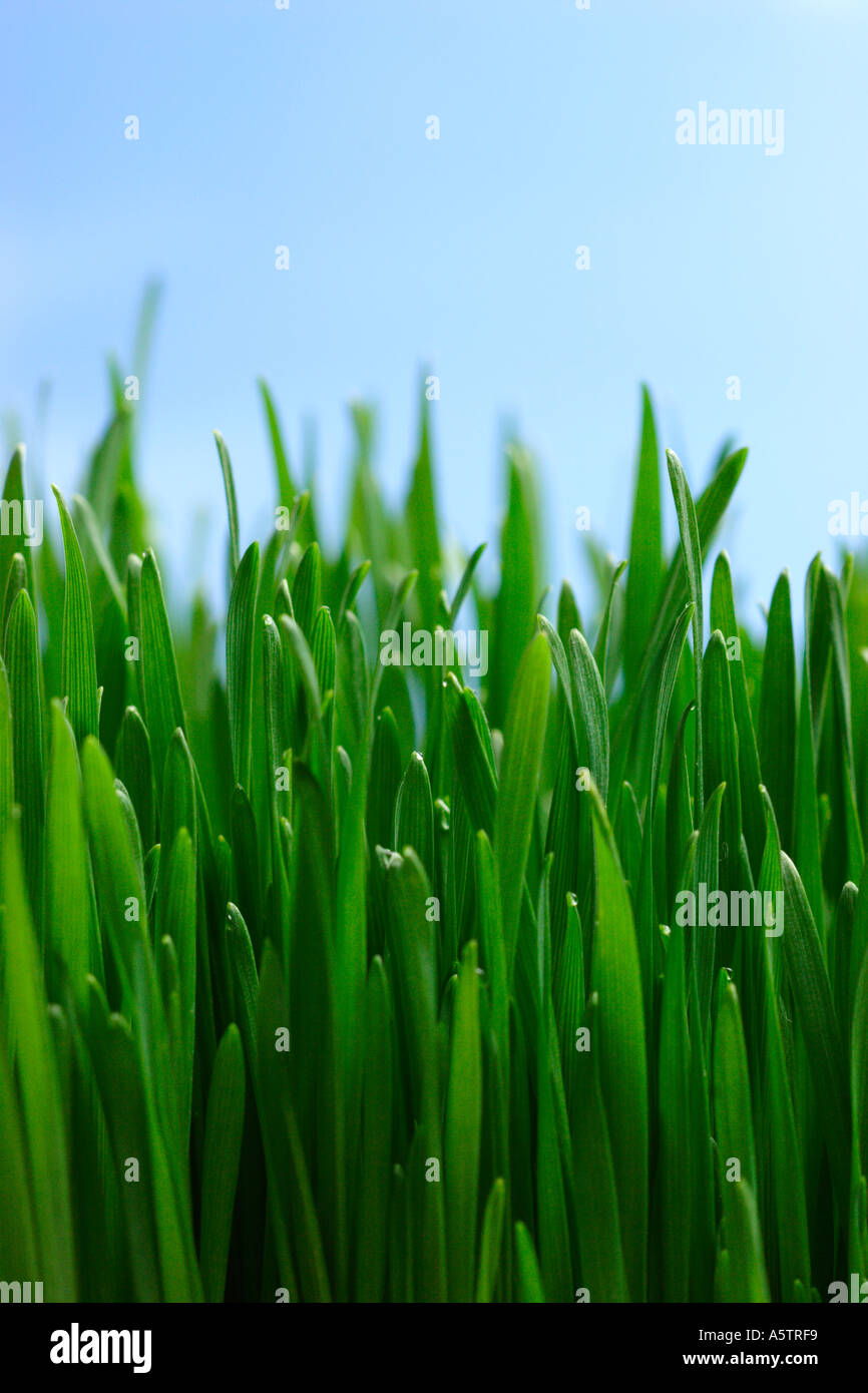 Grass und Himmel Stockfoto