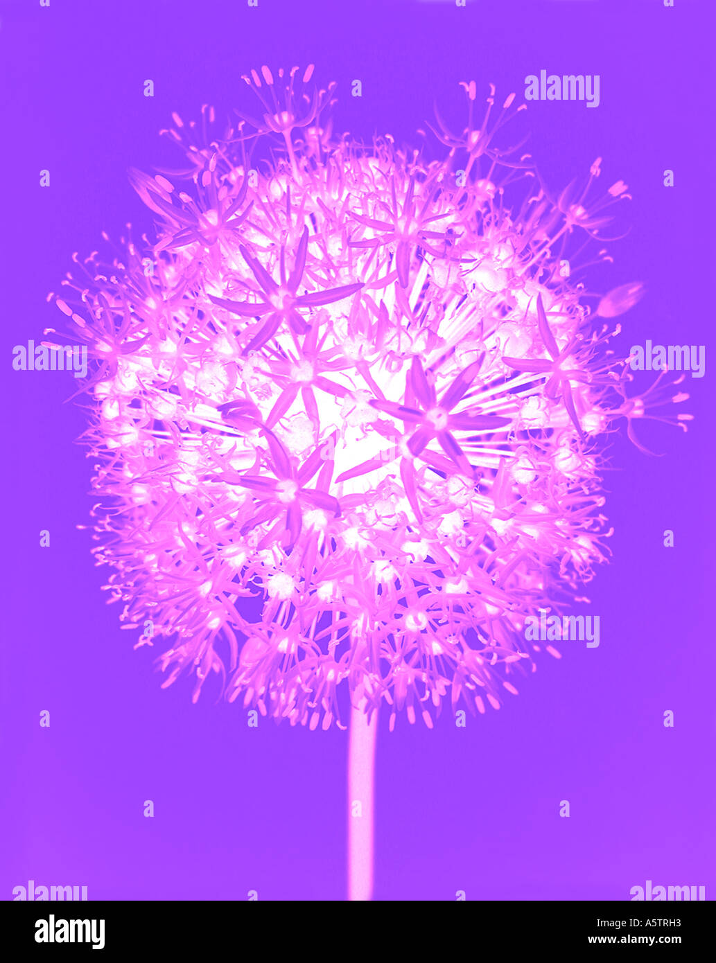 Computer manipuliert Bild Allium Blume eine zeitgenössische Transluncanct Wirkung Stockfoto