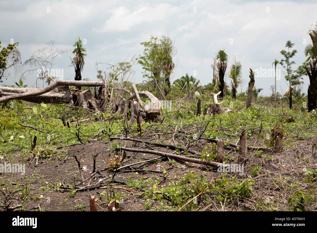 Painet jj1589 Guatemala Kahlschläge Schrägstrich brennen Guadalupe Bauerndorf Petén Lateinamerika zentralen Amerika Umgebung Stockfoto