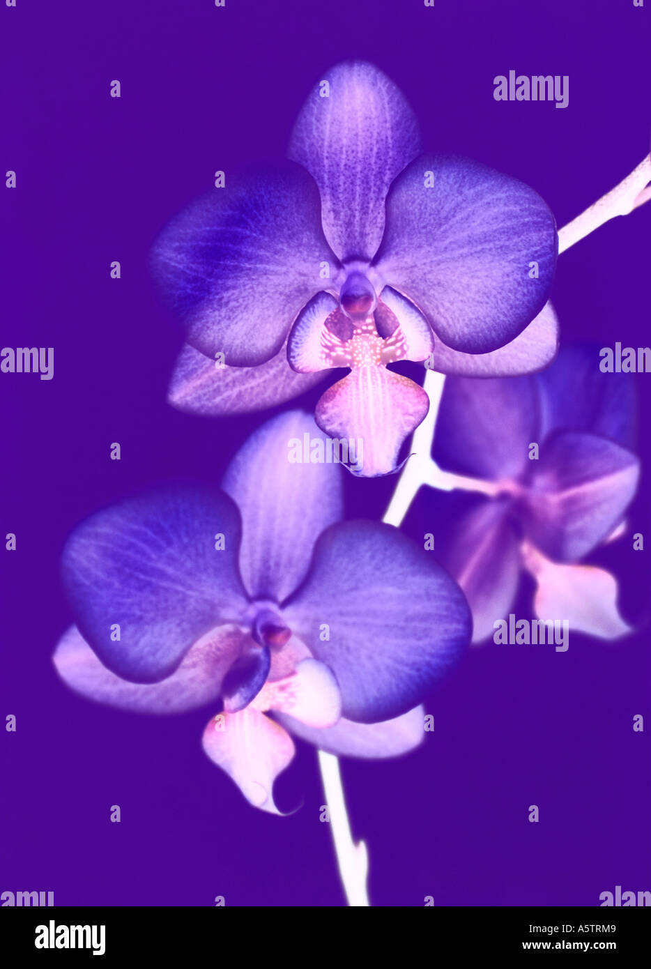 Eine Nahaufnahme der ausführliche Foto-Illustration einer lebendigen Orchidee Blume. Stockfoto