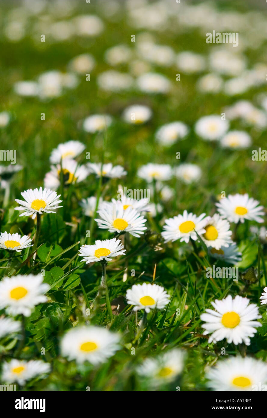 GEMEINSAMER NAME: Gänseblümchen Stockfoto